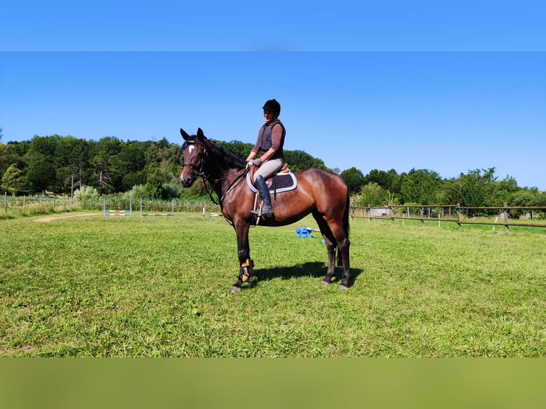 Caballo de Holstein Yegua 15 años 166 cm Castaño in Echzell