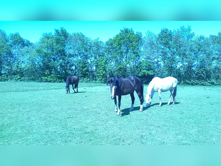 Caballo de Holstein Yegua 15 años 168 cm Castaño in tingev