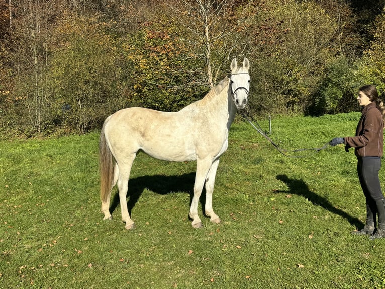 Caballo de Holstein Yegua 15 años 168 cm Tordo in Steinenbronn