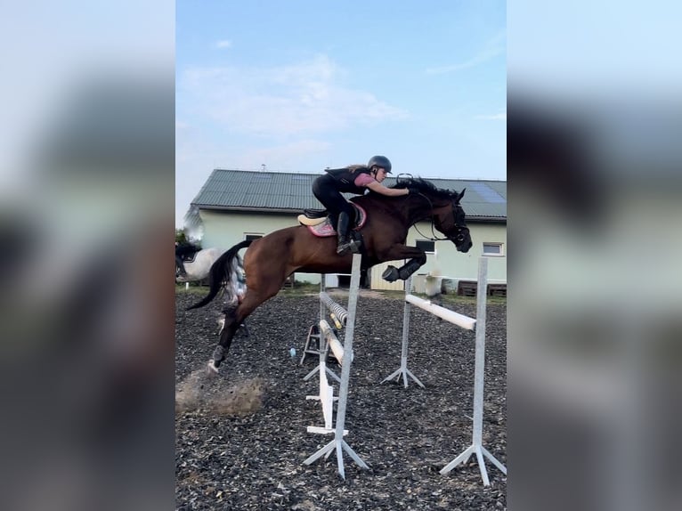 Caballo de Holstein Yegua 15 años 171 cm Castaño oscuro in Gorzów Wlkp.