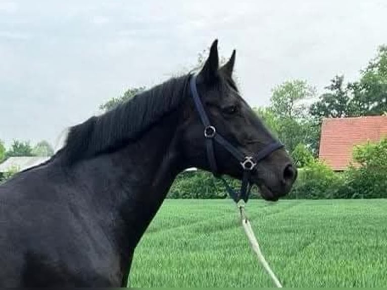 Caballo de Holstein Yegua 15 años 172 cm Negro in Nysa