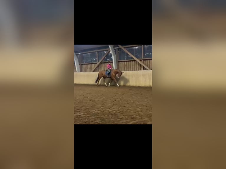 Caballo de Holstein Yegua 15 años 174 cm Alazán in Bleckede