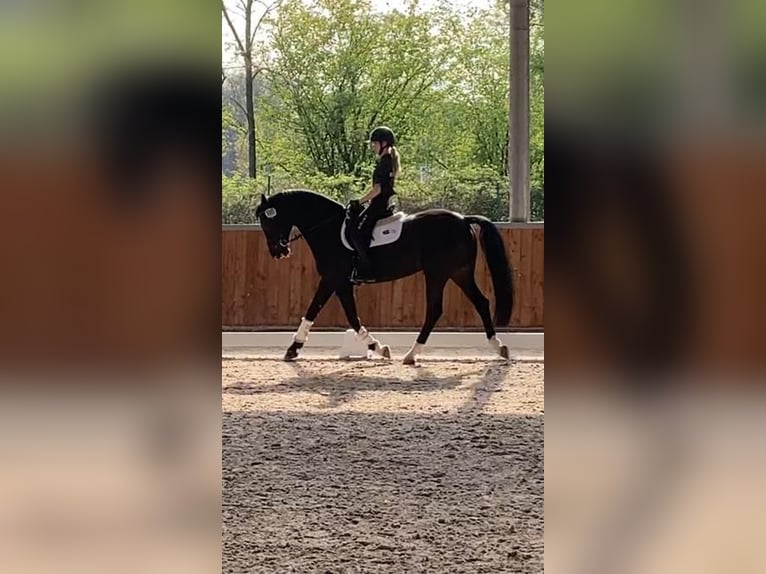 Caballo de Holstein Yegua 16 años 164 cm Negro in Süderlügum