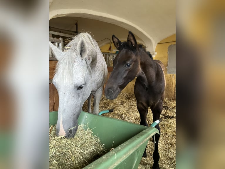Caballo de Holstein Yegua 16 años 164 cm Tordo in Kißlegg