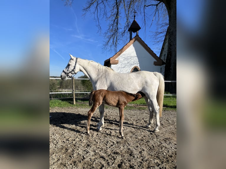 Caballo de Holstein Yegua 16 años 164 cm Tordo in Kißlegg