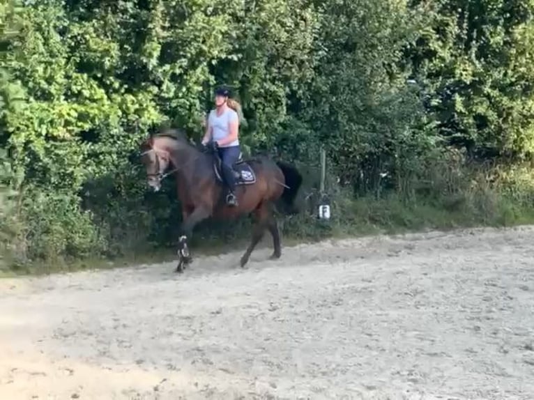 Caballo de Holstein Yegua 16 años 165 cm Castaño oscuro in Rosendahl