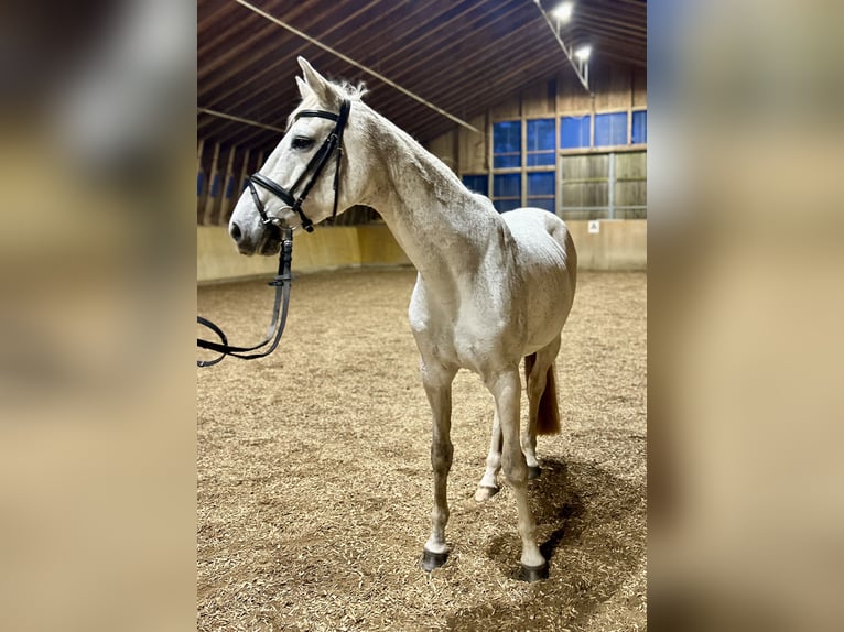 Caballo de Holstein Yegua 16 años 165 cm Tordo in Schrobenhausen