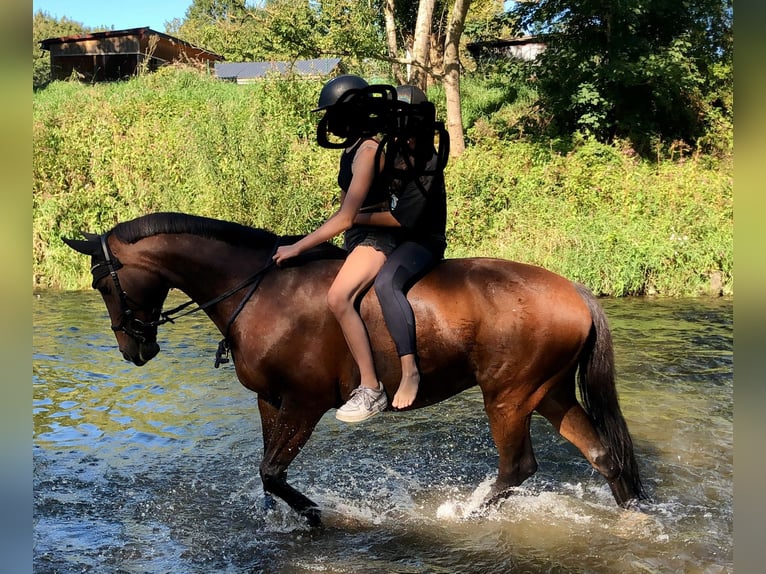 Caballo de Holstein Yegua 16 años 168 cm in Uttenweiler