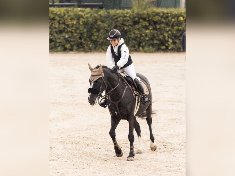 Caballo de Holstein Yegua 16 años 168 cm Negro in Barcelona