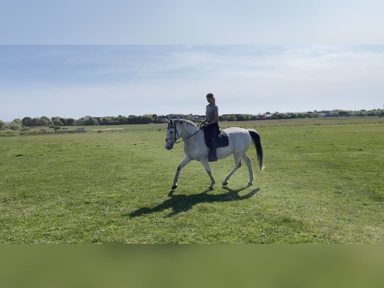 Caballo de Holstein Yegua 16 años 170 cm Tordo rodado in Bremen