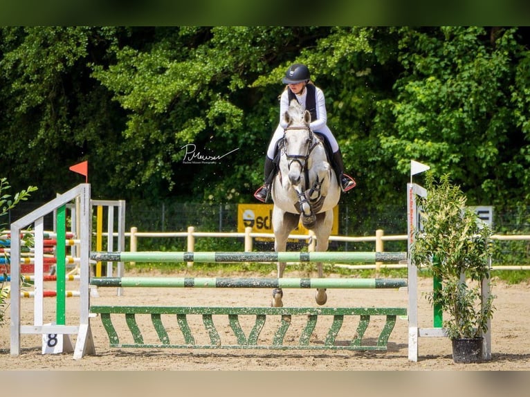 Caballo de Holstein Yegua 16 años 171 cm in Ahrensb&#xF6;k