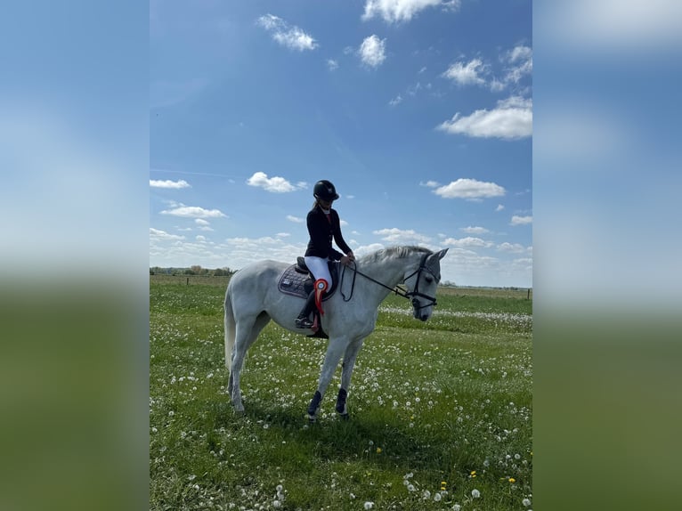 Caballo de Holstein Yegua 16 años 171 cm in Ahrensb&#xF6;k