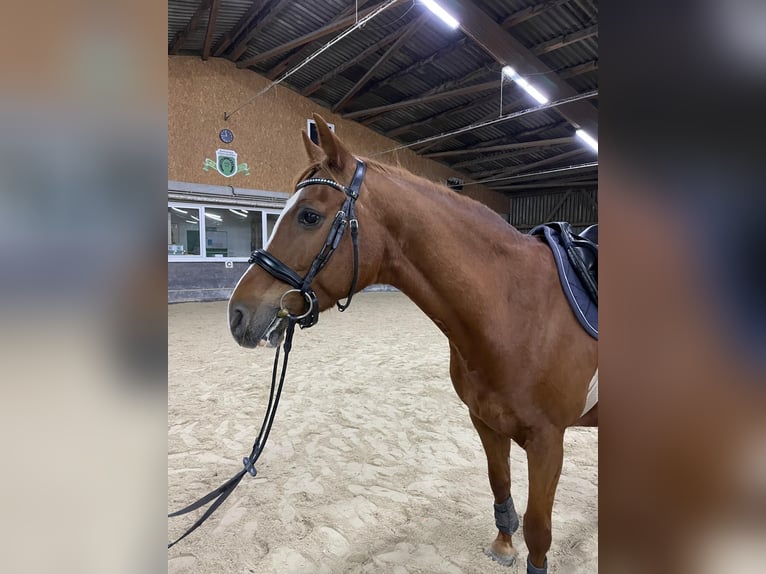 Caballo de Holstein Yegua 17 años 163 cm Alazán in Oberursel