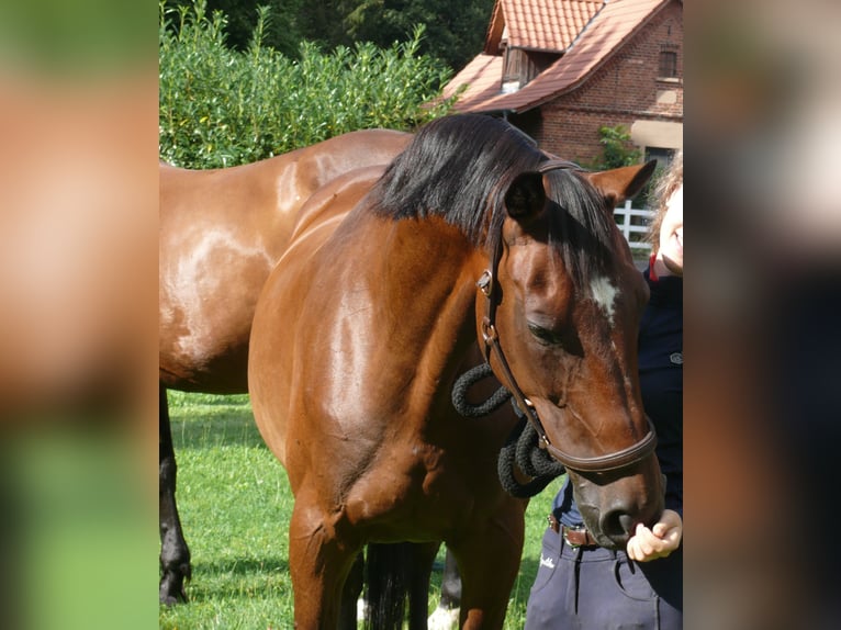 Caballo de Holstein Mestizo Yegua 17 años 165 cm Castaño in Soltau