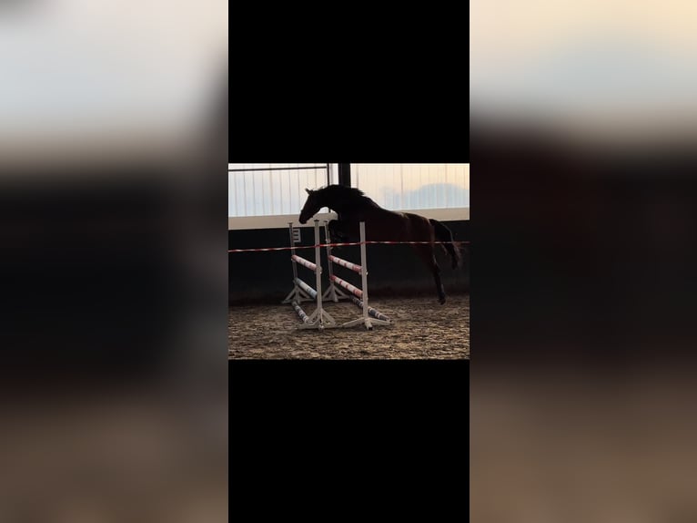 Caballo de Holstein Yegua 17 años 166 cm Castaño in Schellhorn