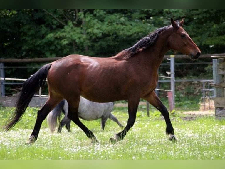 Caballo de Holstein Yegua 17 años 168 cm Castaño in Neumünster