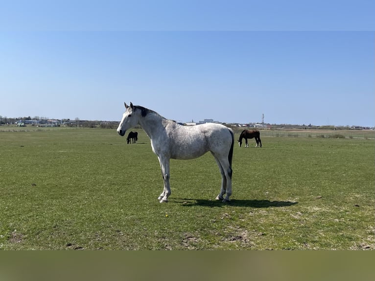 Caballo de Holstein Yegua 17 años 170 cm Tordo rodado in Bremen