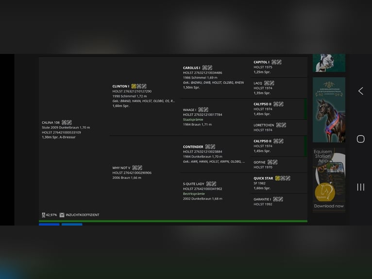 Caballo de Holstein Yegua 17 años 172 cm  in Uslar