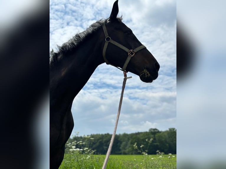 Caballo de Holstein Yegua 17 años 172 cm Castaño oscuro in Bordesholm