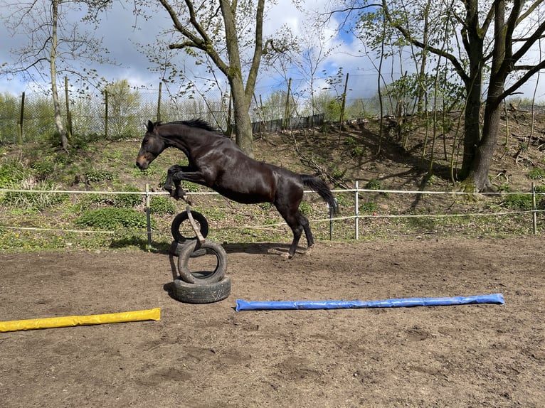 Caballo de Holstein Yegua 17 años 172 cm Castaño oscuro in Bordesholm