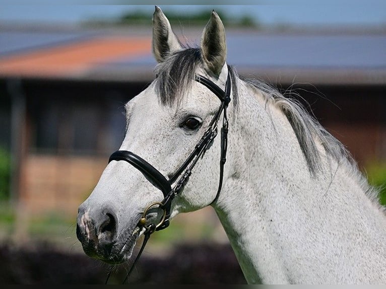 Caballo de Holstein Yegua 17 años 172 cm Tordo in Zossen