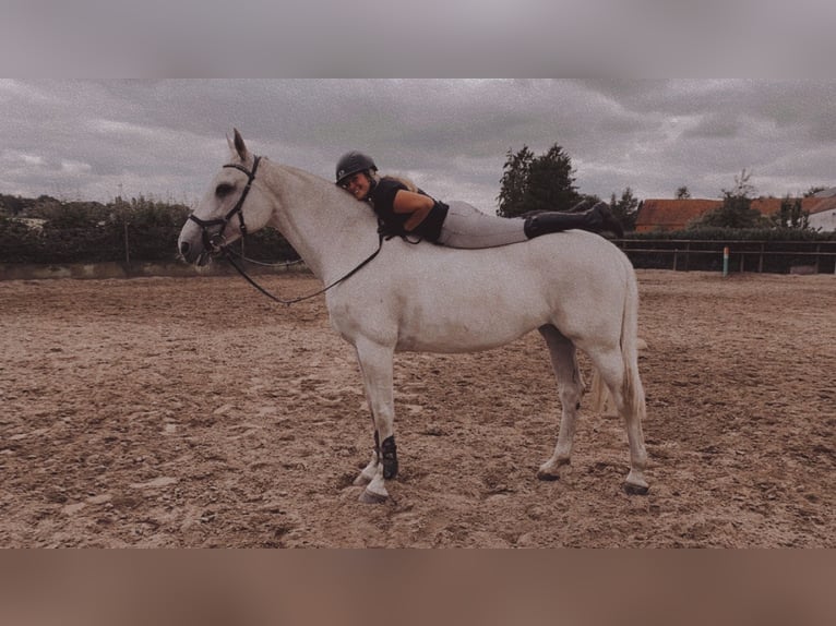 Caballo de Holstein Yegua 17 años Tordo in Weyhe