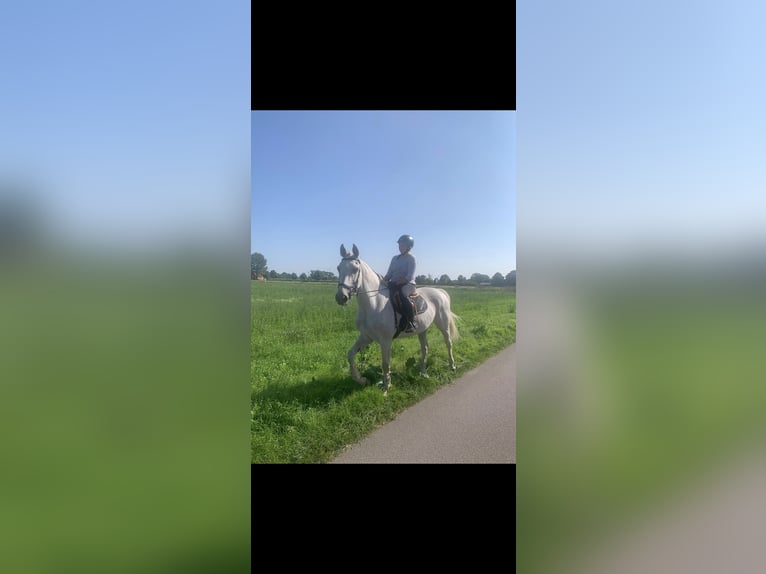 Caballo de Holstein Yegua 17 años Tordo in Weyhe