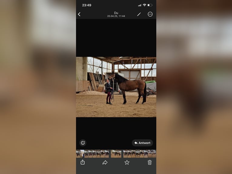 Caballo de Holstein Yegua 18 años 158 cm Castaño in Silzen