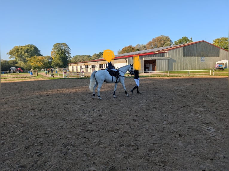 Caballo de Holstein Yegua 18 años 160 cm Tordo rodado in Warnow