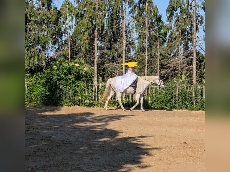 Caballo de Holstein Yegua 18 años 160 cm Tordo rodado in Warnow