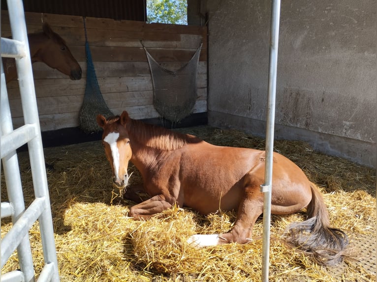 Caballo de Holstein Yegua 18 años 162 cm Alazán in Gudensberg