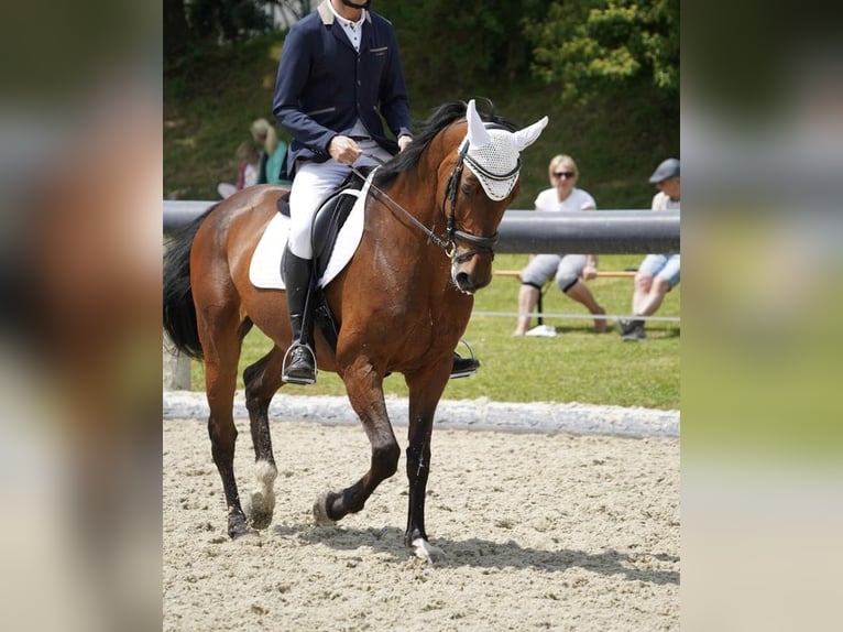 Caballo de Holstein Yegua 18 años 168 cm Castaño in Berndorf