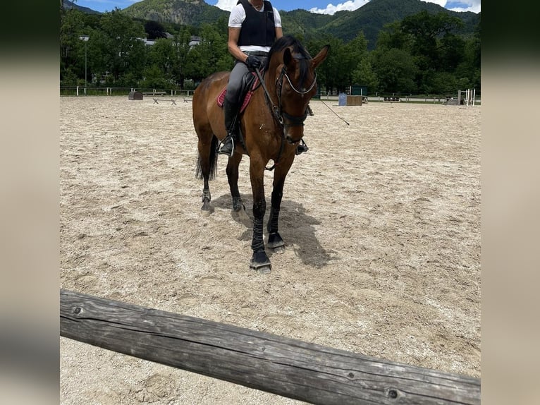 Caballo de Holstein Yegua 18 años 168 cm Castaño in Berndorf