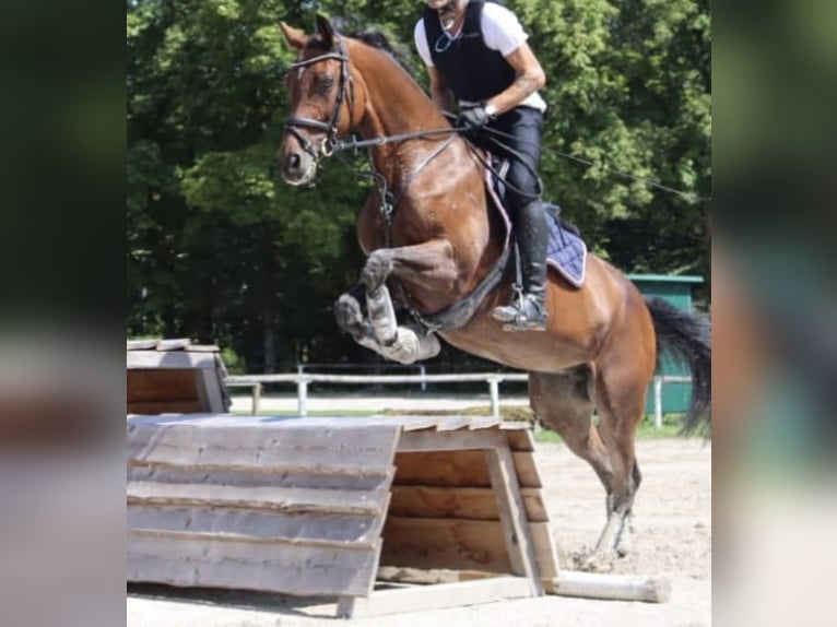 Caballo de Holstein Yegua 18 años 168 cm Castaño in Berndorf
