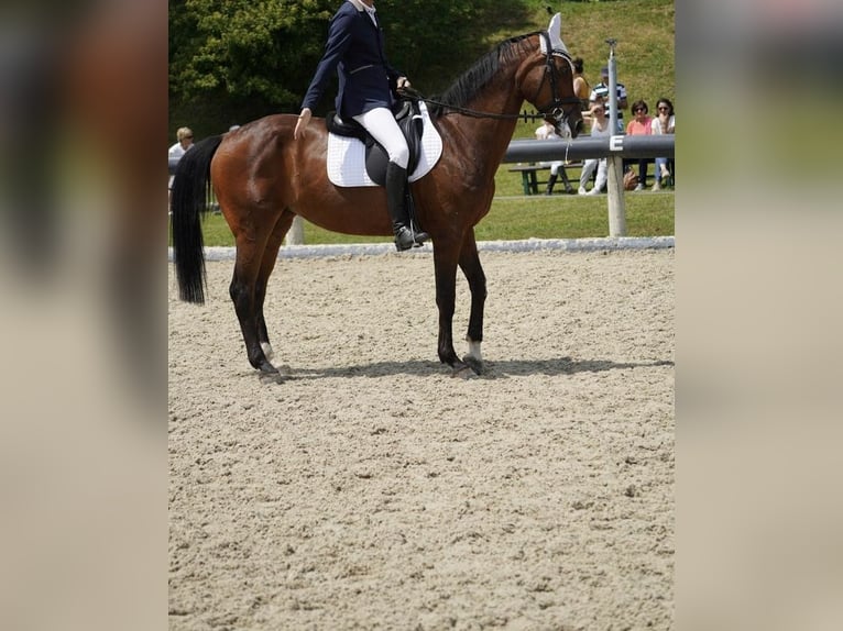 Caballo de Holstein Yegua 18 años 168 cm Castaño in Berndorf