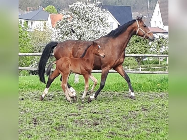 Caballo de Holstein Yegua 18 años 168 cm Castaño in Arnsberg
