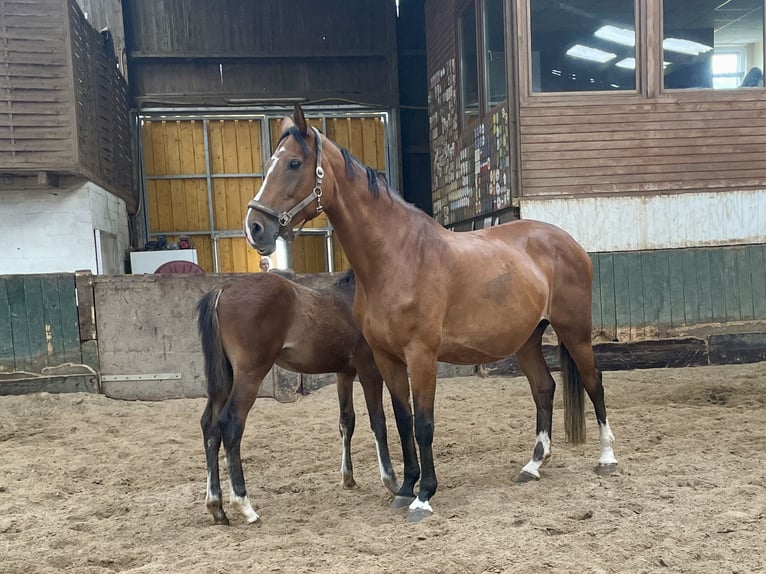 Caballo de Holstein Yegua 18 años 170 cm Castaño in Pinneberg