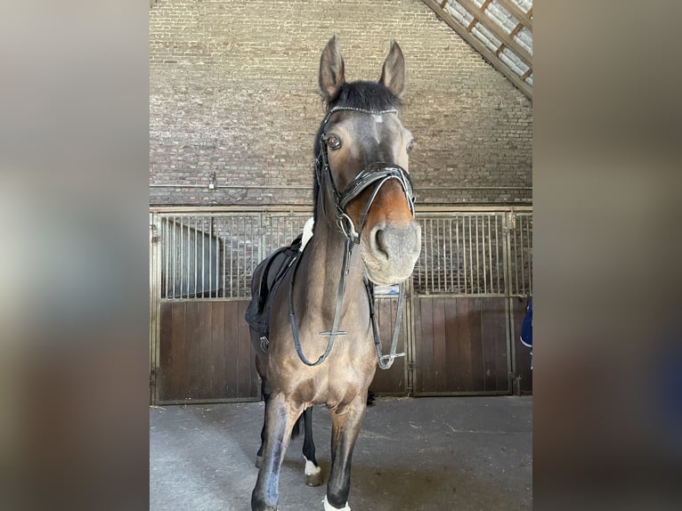 Caballo de Holstein Yegua 18 años 170 cm Castaño oscuro in Dortmund