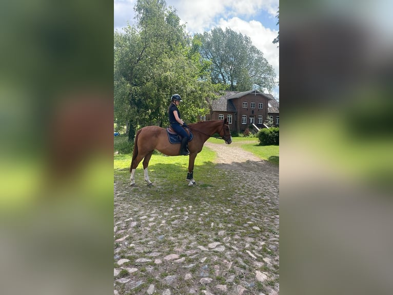 Caballo de Holstein Yegua 18 años 172 cm Alazán in Quarnbek