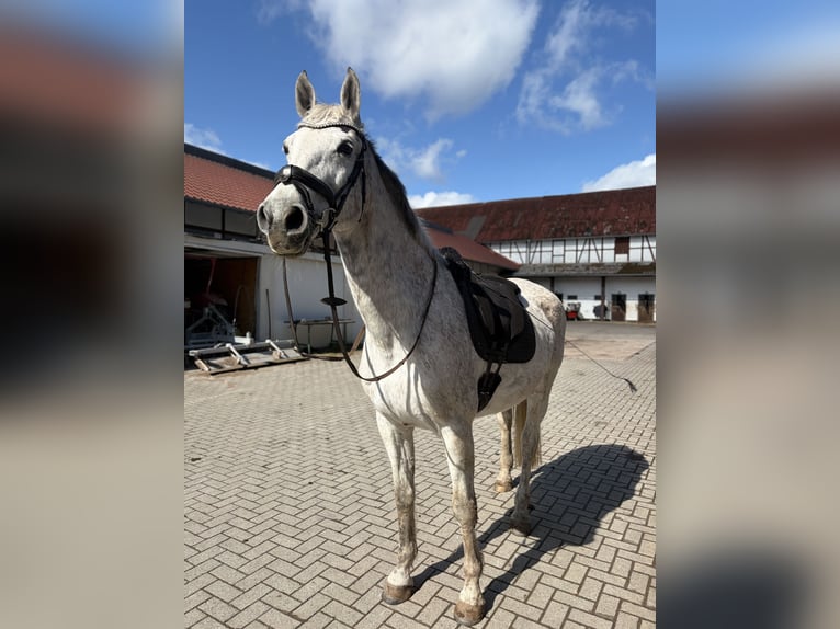 Caballo de Holstein Yegua 18 años 172 cm Tordo in Kletkamp