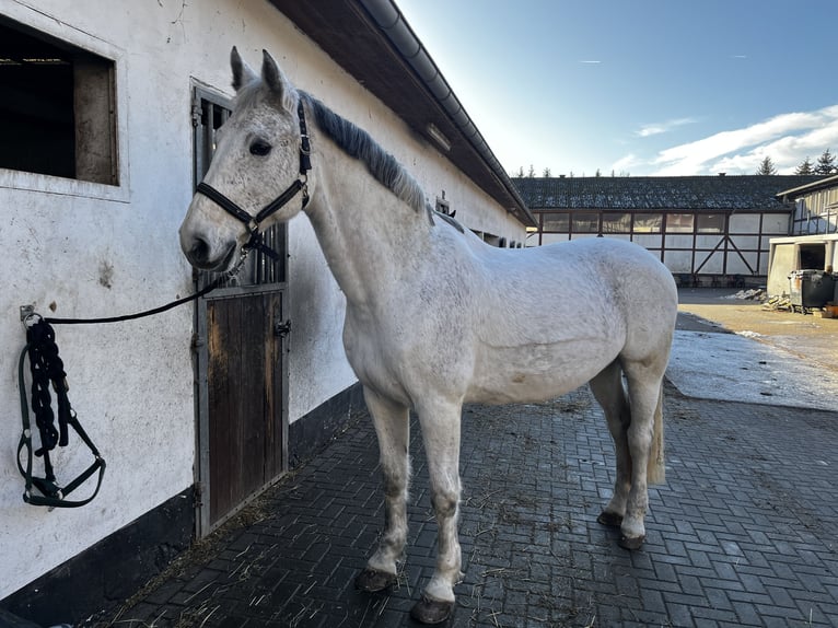 Caballo de Holstein Yegua 18 años 172 cm Tordo in Kletkamp