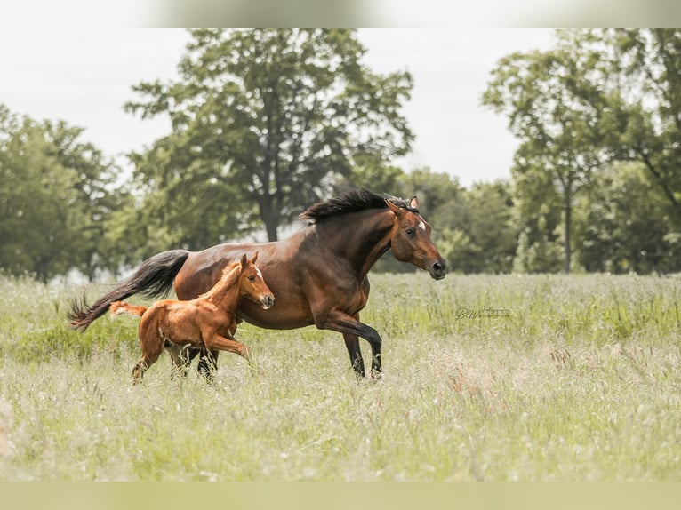 Caballo de Holstein Yegua 18 años 173 cm Castaño in Bad Pyrmont
