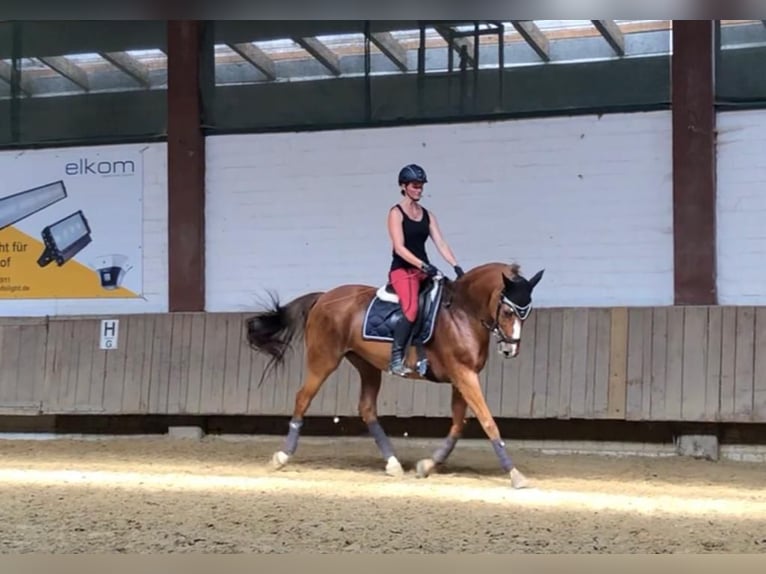 Caballo de Holstein Yegua 19 años 162 cm Alazán in Gudensberg