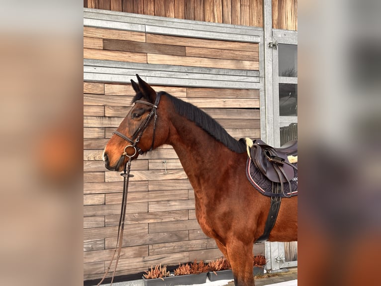 Caballo de Holstein Yegua 19 años 167 cm Castaño oscuro in Leipzig