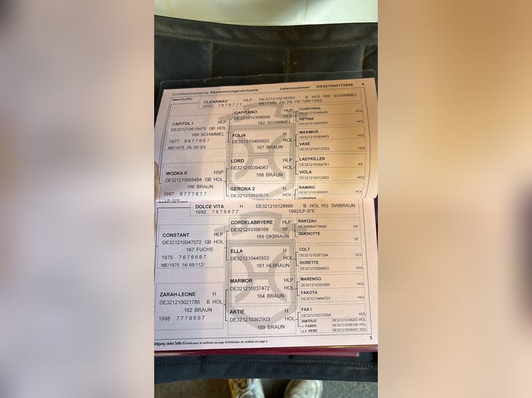 Caballo de Holstein Yegua 19 años 170 cm Tordo in Lütjensee