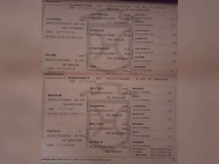 Caballo de Holstein Yegua 19 años Castaño rojizo in Krapinske Toplice