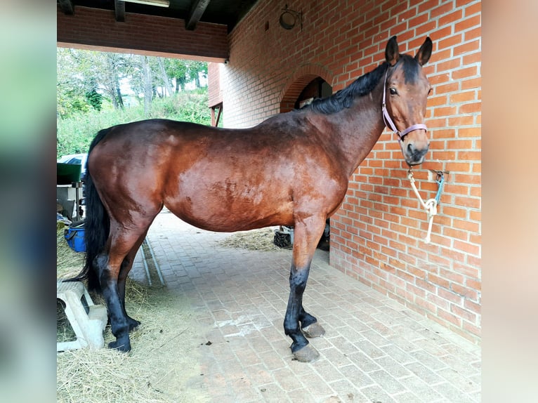 Caballo de Holstein Yegua 19 años Castaño rojizo in Krapinske Toplice