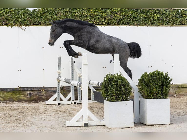 Caballo de Holstein Yegua 1 año 144 cm Tordo in Waddinxveen