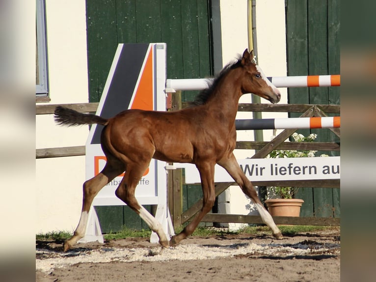 Caballo de Holstein Yegua 1 año 167 cm Castaño in Seedorf