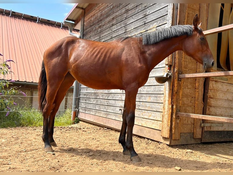 Caballo de Holstein Yegua 1 año 168 cm Castaño in Dietfurt an der Altmühl